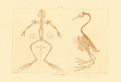 Kostra, 1833-39 od French School
